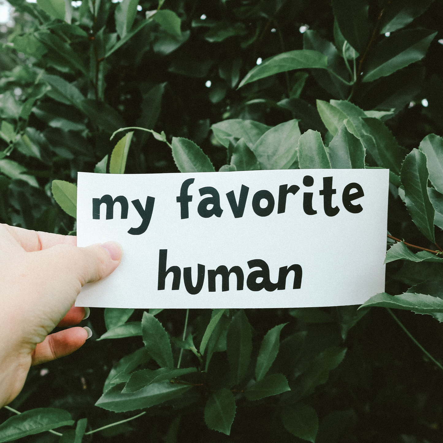 My Favorite Human Mirror Decal